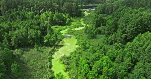 Ποταμός Και Πράσινοι Βάλτους Καλοκαίρι Εναέρια Θέα Πολωνία — Αρχείο Βίντεο