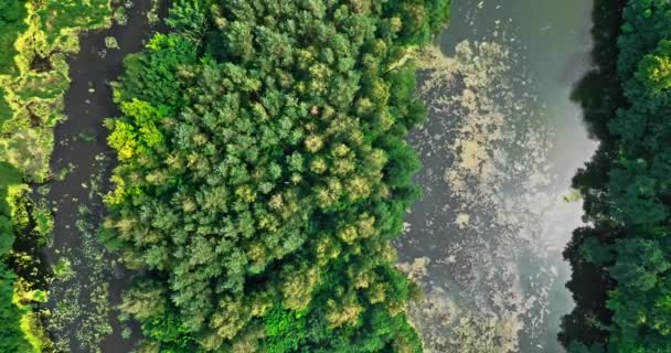 Річкові Зелені Болота Дика Природа Польщі Аерофотозйомка Природи — стокове відео