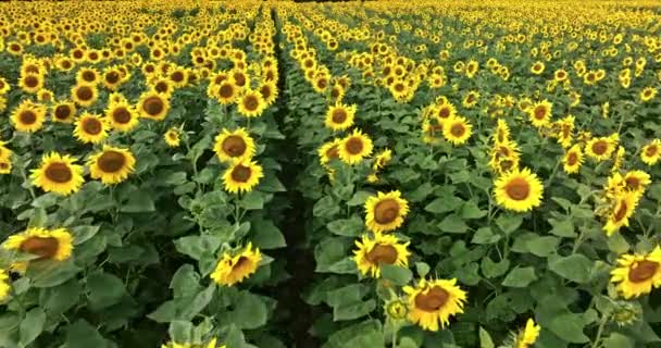 Kwitnące Pole Słoneczników Widok Powietrza Rolnictwo Polsce — Wideo stockowe
