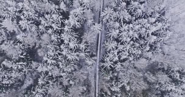 Взимку Літає Над Дорогою Засніженим Лісом Польща Дика Природа Взимку — стокове відео