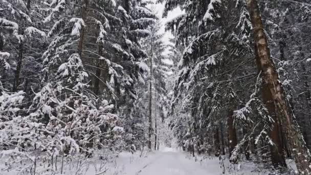 Vista Aérea Del Sendero Bosque Cubierto Nieve Polonia Los Árboles — Vídeo de stock