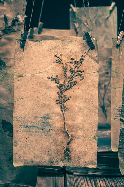 Cadılar Bayramı Için Kurutulmuş Bitkiler Çiçeklerle Otçuluk Atölyesi — Stok fotoğraf