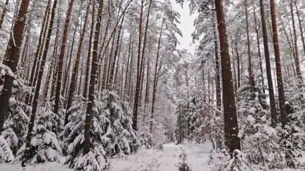 Vista Aérea Sendero Nevado Bosque Blanco Invierno Vida Silvestre Invierno — Vídeo de stock