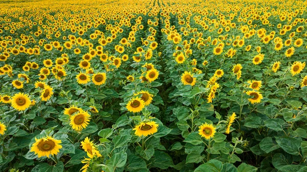 Aerial View Blooming Field Sunflowers Agriculture Poland — Stock Photo, Image