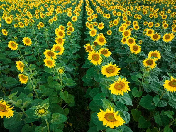 Groot Zonnebloemenveld Aan Horizon Zomer Polen Landbouw Polen — Stockfoto