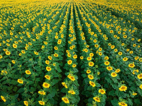 Sunflower Field Horizon Summer Poland Agriculture Poland — Stock Photo, Image