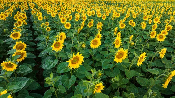 Sunflower Field Horizon Poland Agriculture Poland — Stock Photo, Image