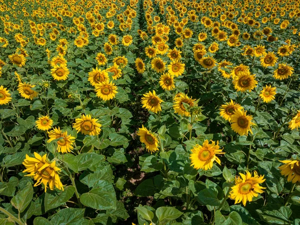 Blooming Field Sunflowers Summer Poland Agriculture Poland — Stock Photo, Image