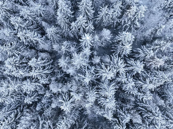 Spadające Płatki Śniegu Antena Zamarzniętego Lasu Drzewami Pokrytymi Śniegiem — Zdjęcie stockowe