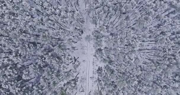 Snöig Väg Och Vinterskog Polen Djurliv Vintern Polen Europa — Stockvideo