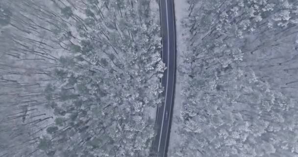 Widok Lotu Ptaka Śnieżną Drogę Zimowym Lesie Polska Dzika Przyroda — Wideo stockowe