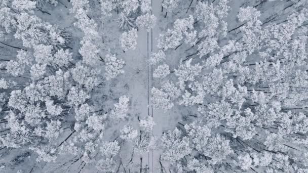 Snöflingor Faller Ner Skogen Flygfoto Frusen Skog Med Snötäckta Träd — Stockvideo