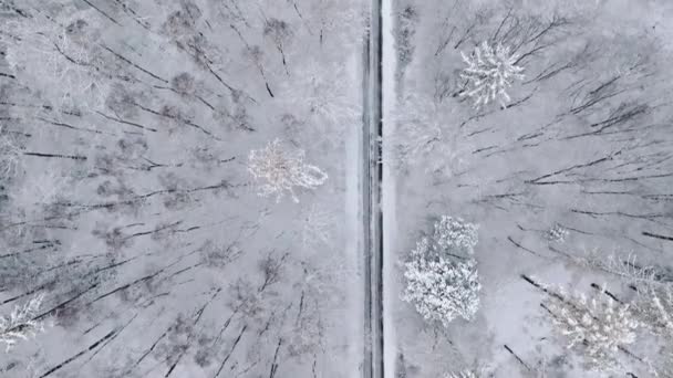 Top Över Snöig Skog Vintern Polen Fryst Natur Vintern — Stockvideo