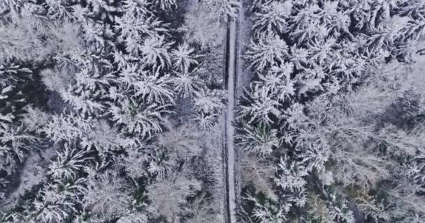 Widok Góry Śnieżną Drogę Zimowym Lesie Polska Dzika Przyroda Zimie — Wideo stockowe