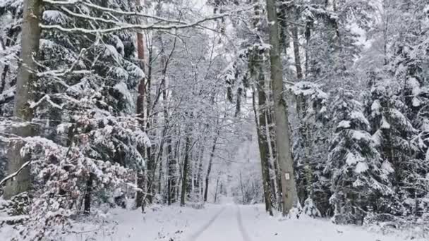 Bevroren Bos Besneeuwd Pad Winter Sneeuwrijke Winter Natuur — Stockvideo