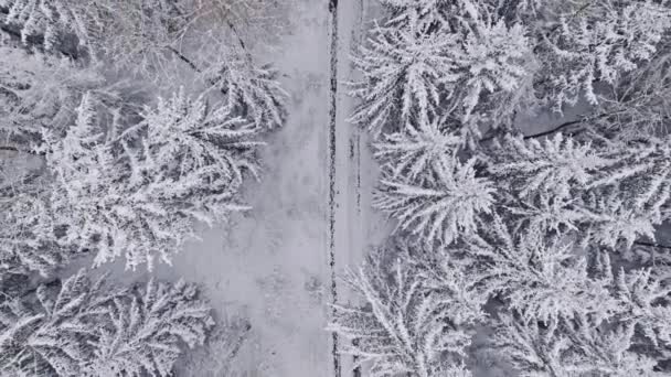 Góry Dół Widok Chodnik Zaśnieżony Las Zimie Drzewa Pokryte Śniegiem — Wideo stockowe