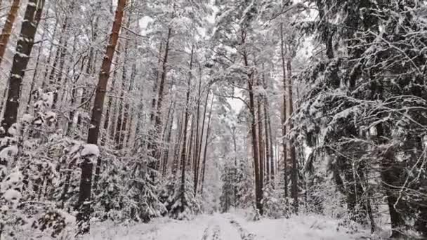 Snowy Bos Wandelpad Winter Polen Wilde Dieren Planten Winter Polen — Stockvideo