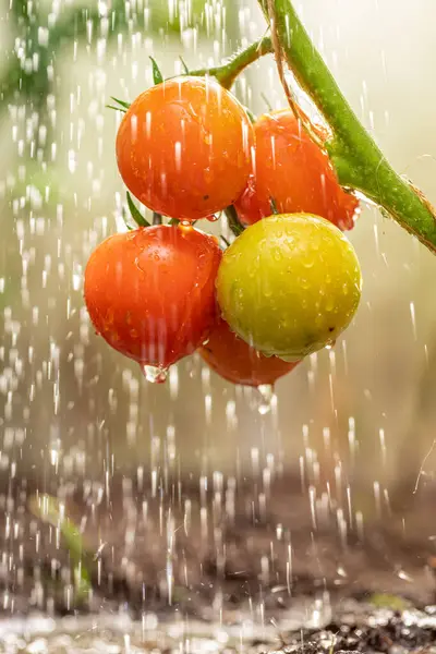 Watering red and green tomatoes in a small backyard greenhouse. Watering ecological tomatoes in a greenhouse.