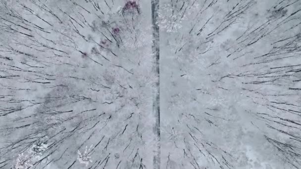Widok Góry Las Śniegiem Wiejskiej Drogi Zimie Dzika Przyroda Zimie — Wideo stockowe