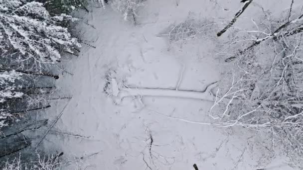 Flygfoto Över Snötäckt Skog Vintern Polen Träden Täckta Med Snö — Stockvideo