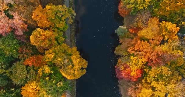 Вид Воздуха Реку Разноцветный Лес Быдгоще Осенью Польская Золотая Осень — стоковое видео