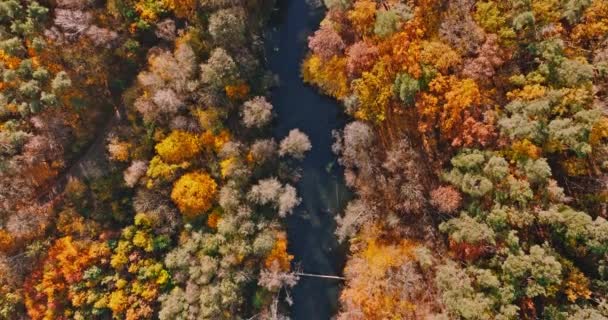 Skog Senhösten Vid Flod Polen Europa Flygfoto Naturen — Stockvideo