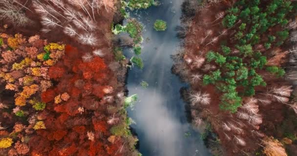 Czerwony Las Rzeka Późną Jesienią Polsce Europie Widok Lotu Ptaka — Wideo stockowe