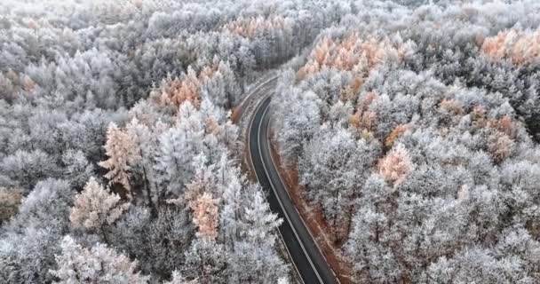 在波兰的冬季 汽车在沥青路上驶过结冰的森林 车胎粘稠 欧洲冬季野生动物 — 图库视频影像