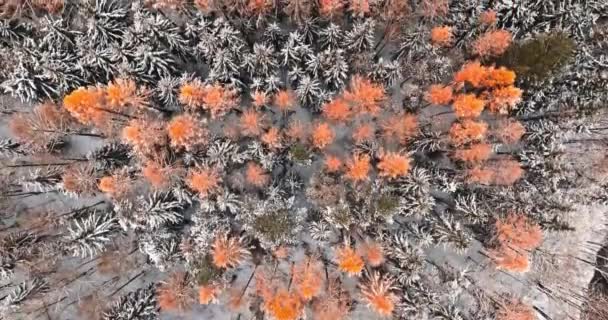 Kleurrijk Bos Bevroren Winter Met Rijm Sneeuw Polen Wilde Dieren — Stockvideo