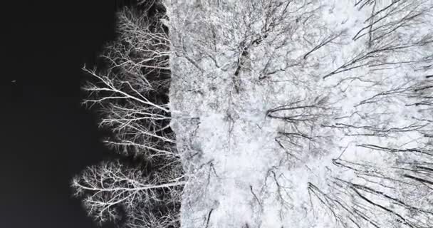 Sneeuw Bedekt Bos Met Omgevallen Bomen Bij Rivier Winter Polen — Stockvideo
