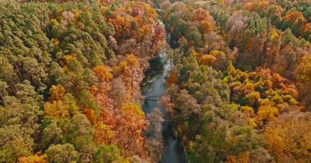Brown Yellow Leaves Autumn Forest Poland Europe Aerial View Nature — Stock Video