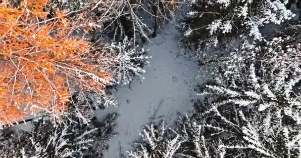 Kleurrijk Bos Bevroren Met Rijm Sneeuw Winter Polen Wilde Dieren — Stockvideo