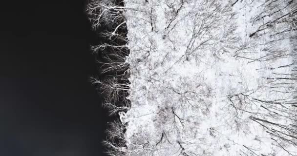Sneeuw Bedekt Omgevallen Bomen Door Rivier Winter Polen Europa — Stockvideo