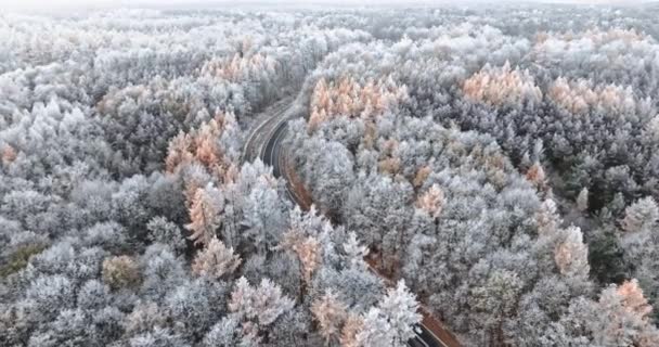 Temná Asfaltová Cesta Zamrzlý Les Vápnem Zimě Polsko Divoká Příroda — Stock video