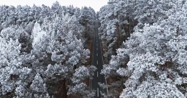 Asphaltstraße Durch Gefrorenen Wald Mit Reif Winter Polen Wildtiere Winter — Stockvideo
