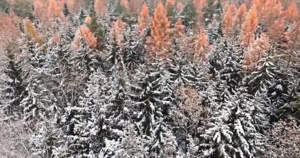 Woud Bevroren Winter Met Rijm Sneeuw Polen Wilde Dieren Planten — Stockvideo