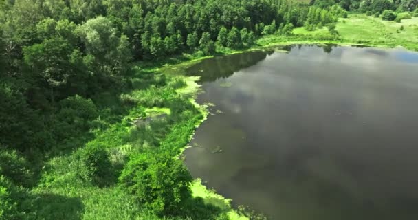 Πράσινα Φύκια Μικρές Λίμνες Και Βάλτους Καλοκαίρι Εναέρια Άποψη Της — Αρχείο Βίντεο