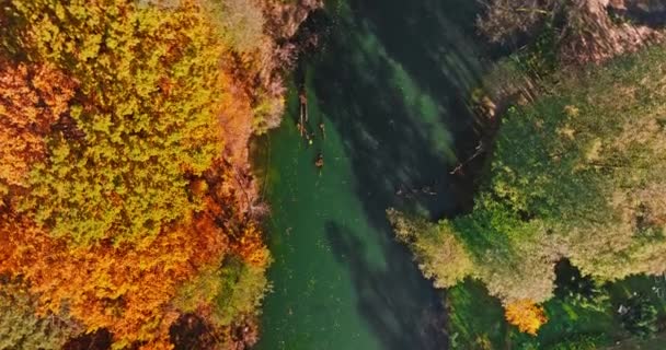 Barevné Podzimní Stromy Při Východu Slunce Řece Brda Polsko Evropa — Stock video