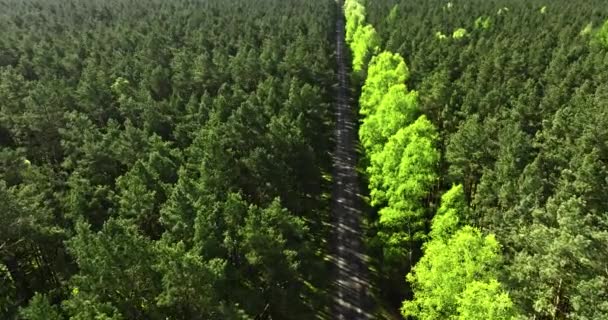 ポーランド ヨーロッパの緑の森と道路の空中ビュー — ストック動画