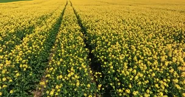 农村地区的黄色油菜花和拖拉机痕迹 从空中看农业 — 图库视频影像