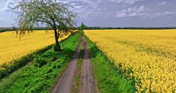 Vista Aérea Agricultura Flores Amarillas Colza Camino Rural Con Árboles — Vídeos de Stock