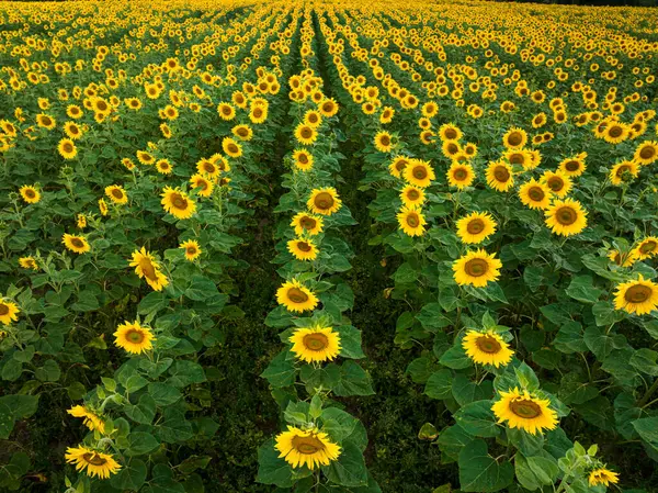Blooming Sunflower Field Summer Poland Agriculture Poland Royalty Free Stock Photos