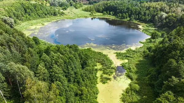 Зеленый Лебедь Река Озеро Летом Вид Воздуха Природу Польше Лицензионные Стоковые Фото