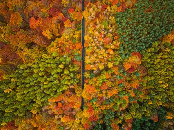 Красивый Лес Осенью Отделяет Дорога Осенний Лес Польше Стоковая Картинка