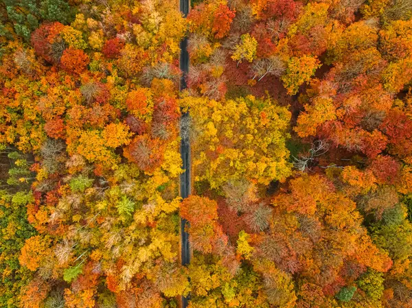 Осень Лесу Дороги Красочные Листья Дождевые Леса Польши Осенью Стоковое Изображение