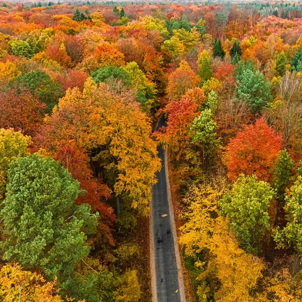 Εκπληκτικό Δάσος Φθινόπωρο Χωρίζονται Από Μαύρο Δρόμο Πολωνικά Τροπικά Δάση Φωτογραφία Αρχείου