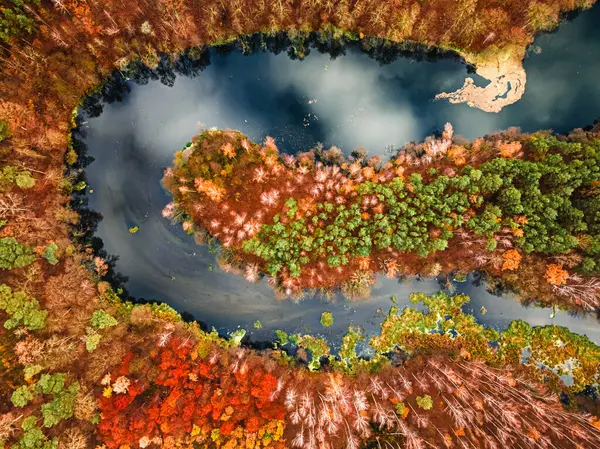 Κόκκινο Δάσος Και Ποτάμι Φθινόπωρο Πολωνία Ευρώπη Αεροφωτογραφία Της Φύσης Royalty Free Εικόνες Αρχείου