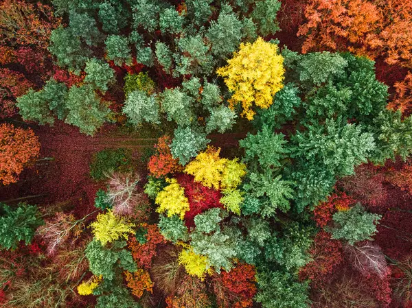Цветные Леса Осенью Различными Видами Деревьев Природа Польши Европы Стоковое Изображение
