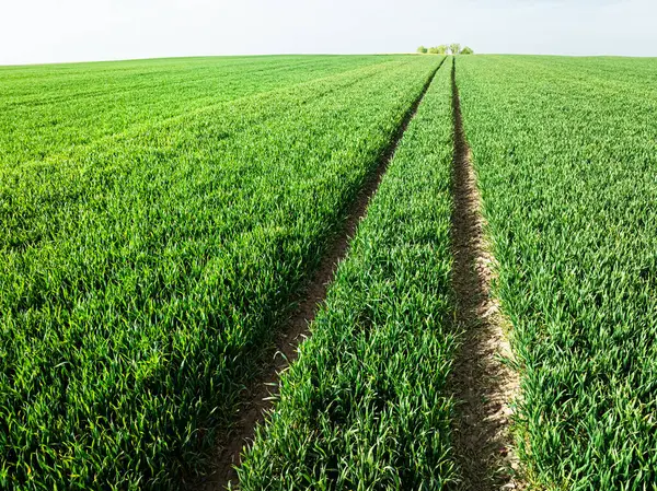 Вид Воздуха Зеленое Поле Пшеницы Весной Польша Европа Лицензионные Стоковые Изображения