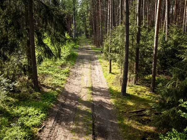 Тропа Зеленом Лесу Весной Солнечном Свете Польша Европа Стоковое Фото